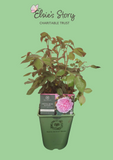 A Rose for Elsie's Story - ALL EXCEPT WHOLESALE COST TO ELSIE'S STORY