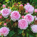A Rose for Elsie's Story - ALL EXCEPT WHOLESALE COST TO ELSIE'S STORY