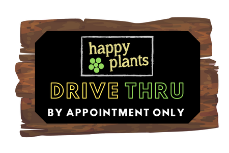 Porters Fuchsias- Happy Plants